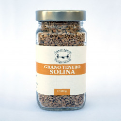 Grano tenero solina in vaso